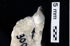 Foto (Detailansicht) von Gastrosacus torosus (Robins, Feldmann & Schweitzer, 2013) (NHMW-GEO-1990-0041-0300)